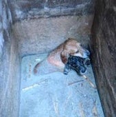 Los animales, atrapados en la arqueta. l