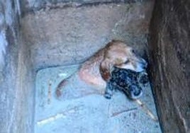 Los animales, atrapados en la arqueta. l