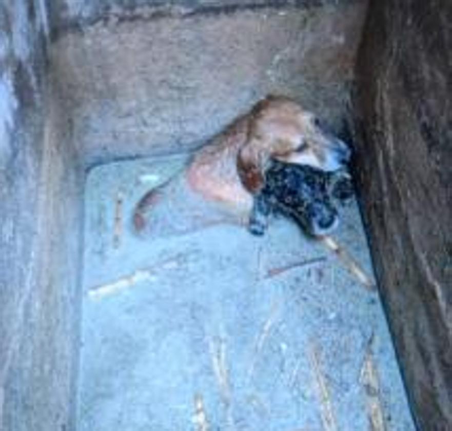 Imagen principal - Miraculous rescue in an Alicante town: three dogs saved from near death