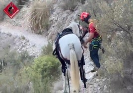Imágenes del rescate del equino.
