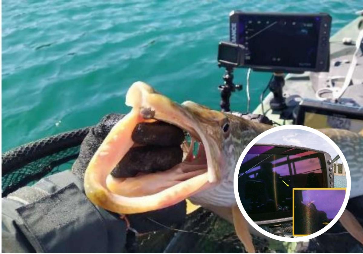 One of the identified species and the 3D system.