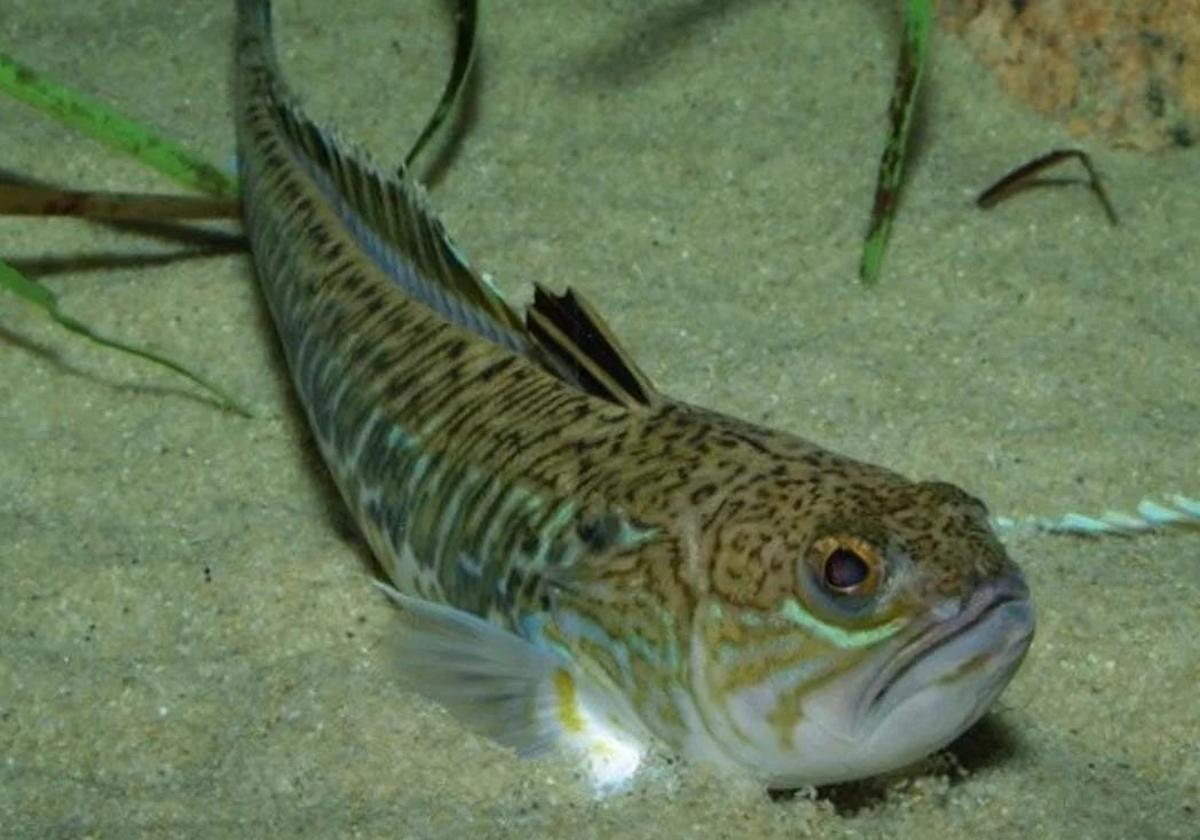 A specimen of a weever fish.