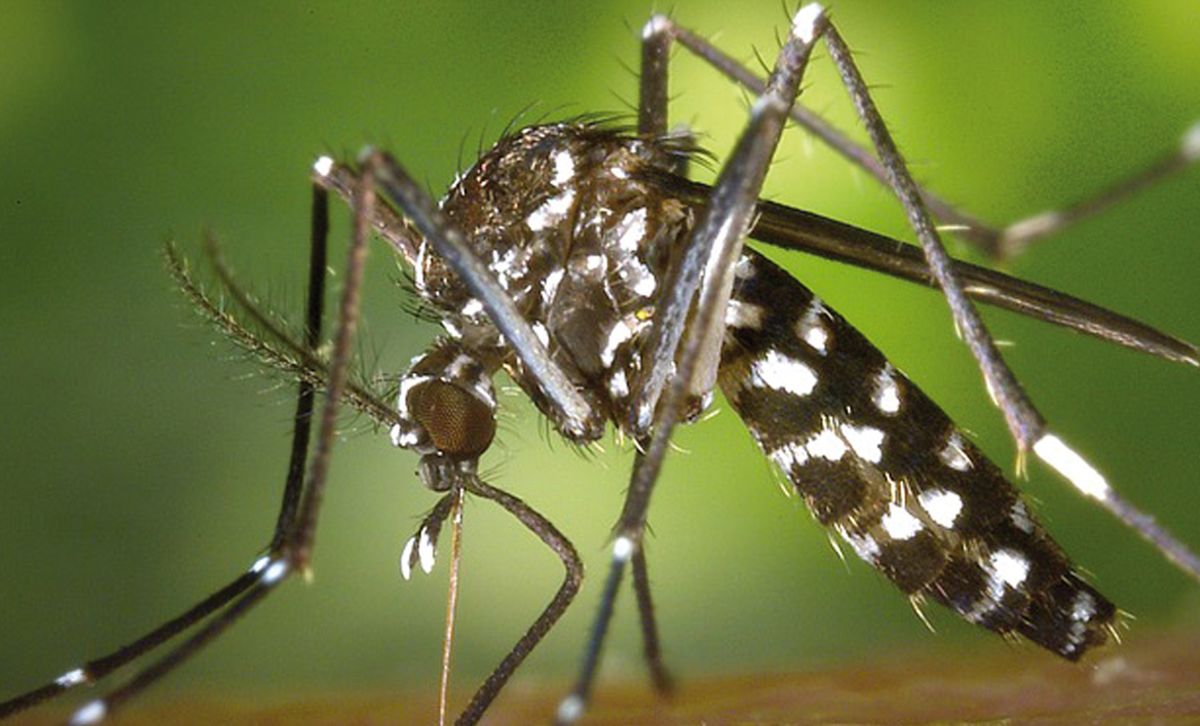 Tiger mosquito.