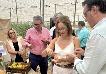 El tomate Muchamiel, protagonista del verano con su gran feria