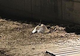 La tortuga boba o 'Caretta caretta', en la playa de Dénia.