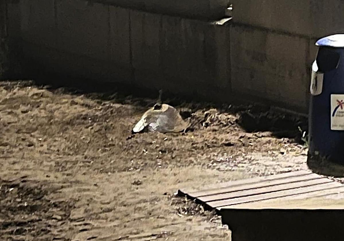 La tortuga boba o 'Caretta caretta', en la playa de Dénia.