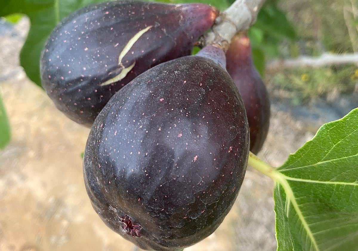 Figs on the tree.