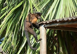 Miri con la cría de mono capuchino.