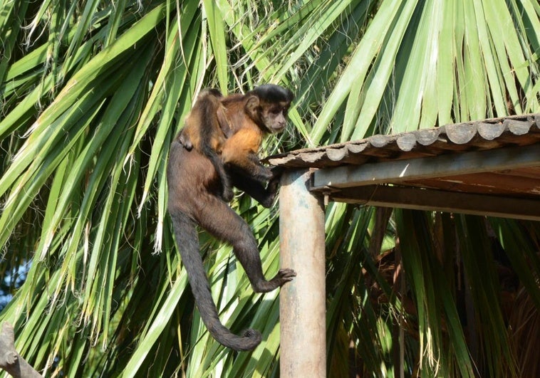 Miri with the capuchin monkey infant.