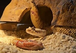 Una de las crías de serpiente cascabel cornuda del desierto.