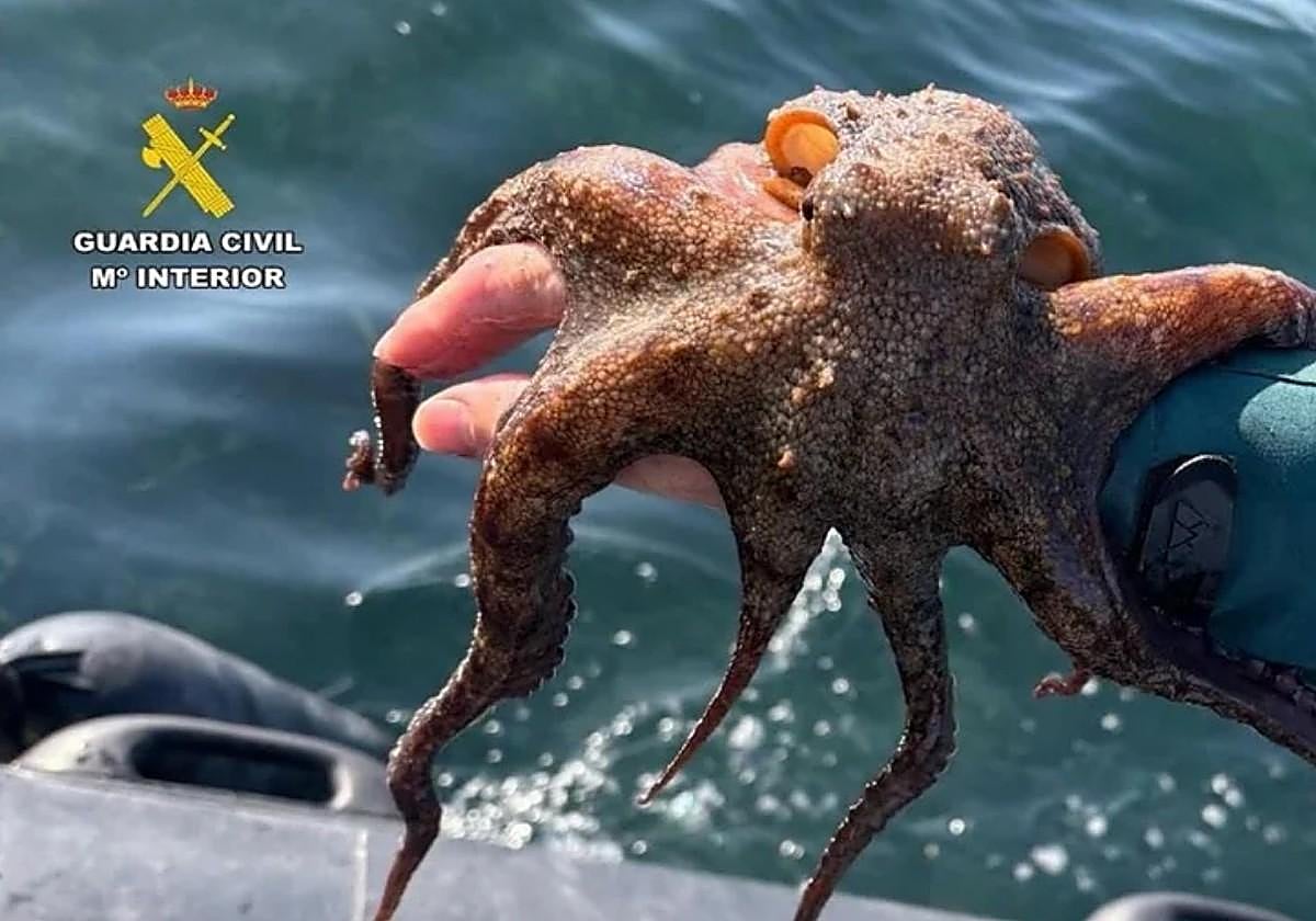 La pesca ilegal de pulpos se convierte en una amenaza para las costas de Alicante