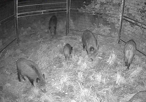 Jabalíes cazados en una de las jaulas trampa.