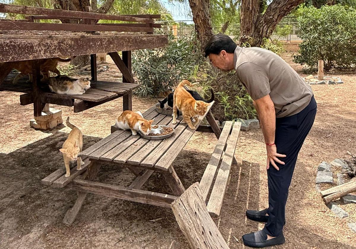 El alcalde Luis Barcala con varios gatos de la protectora.