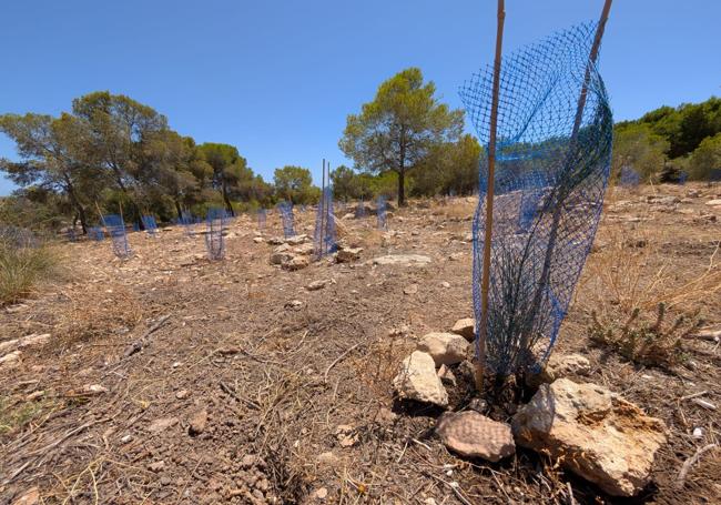 Estado de la reforestación de monte Orgegia este sábado.