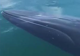 Una ballena en el puerto de Dénia.