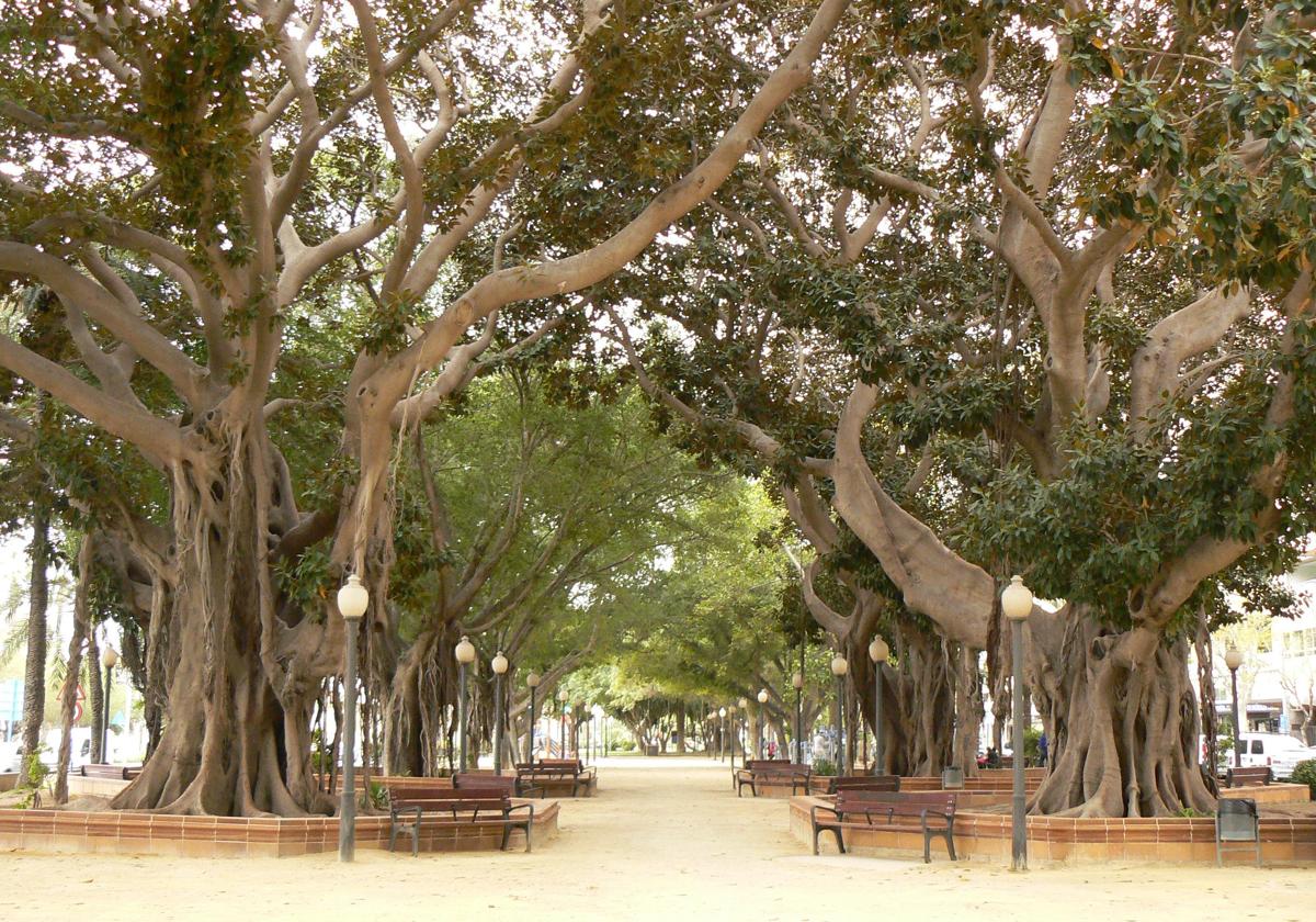 Ficus trees on the Canalejas promenade in Alicante.
