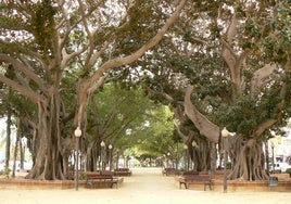 Ficus en el paseo de Canalejas de Alicante.