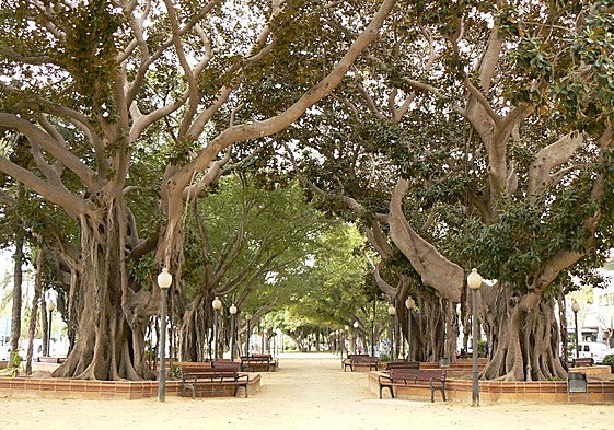 Ficus en el paseo de Canalejas de Alicante.