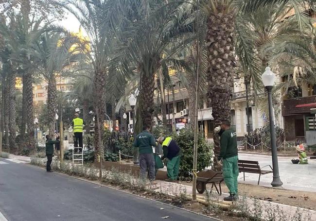Planting of new trees and plants in the centre of Alicante.