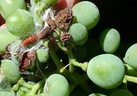 Racimo de uva infectado por la plaga.