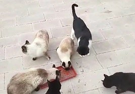 Un grupo de gatos apura su alimento en un entorno controlado.