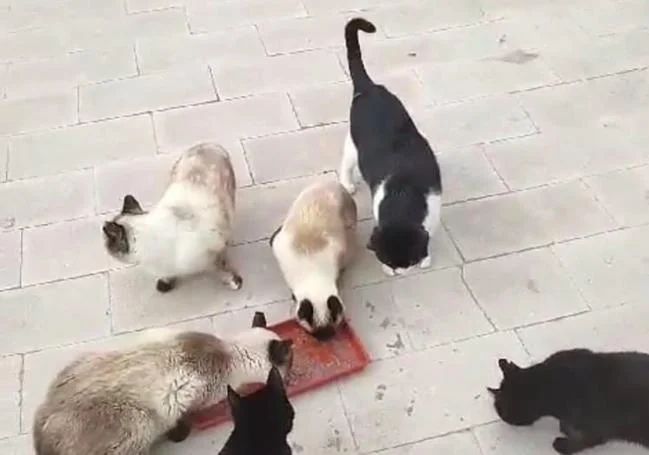 Un grupo de gatos apura su alimento en un entorno controlado.