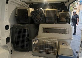 Gallos incautados en la actuación policial.
