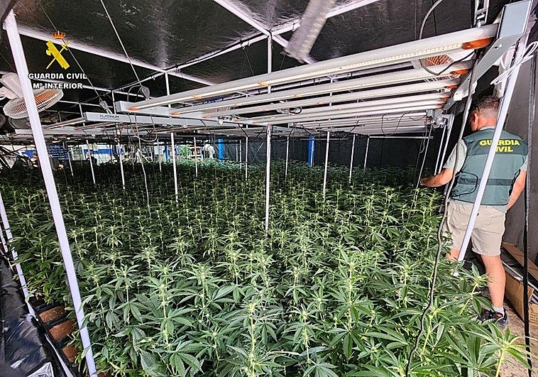 Plantación de marihuana en Sax.