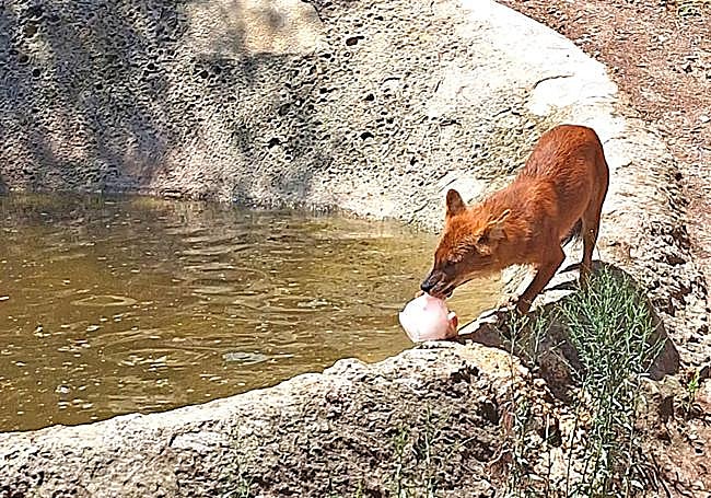Un zorro lame un helado preparado por el parque