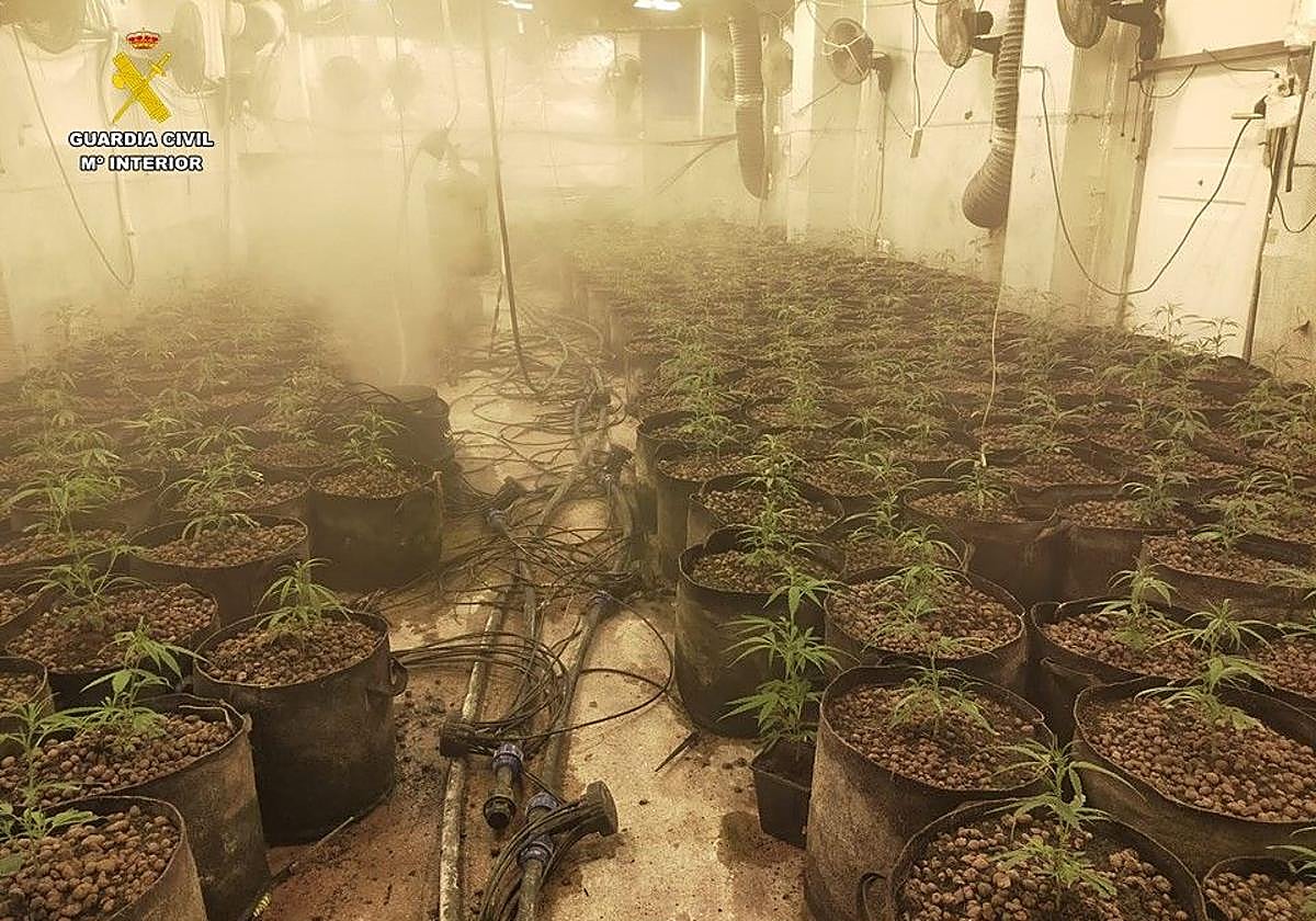 La plantación contaba con sistemas de iluminación, riego con fertilizantes y climatización.