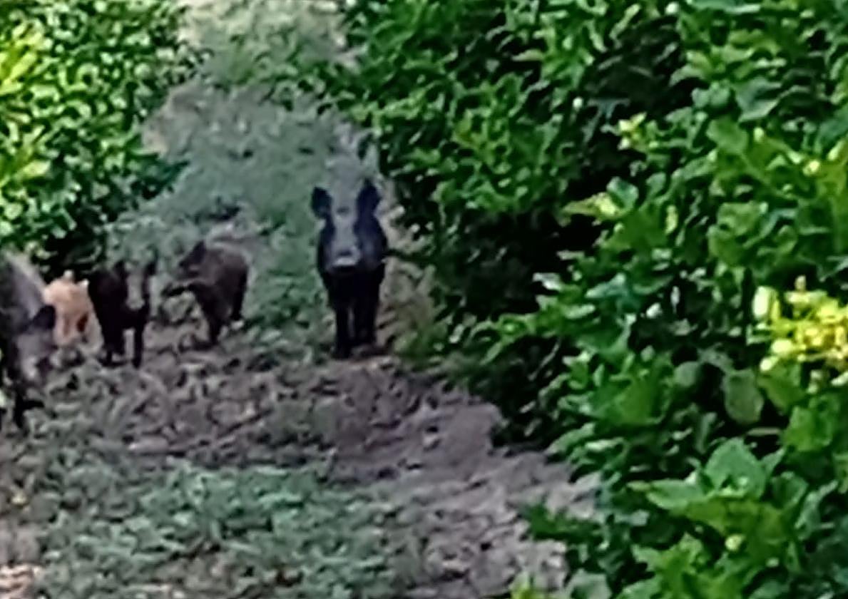 Jabalíes en una plantación agrícola de Orihuela.