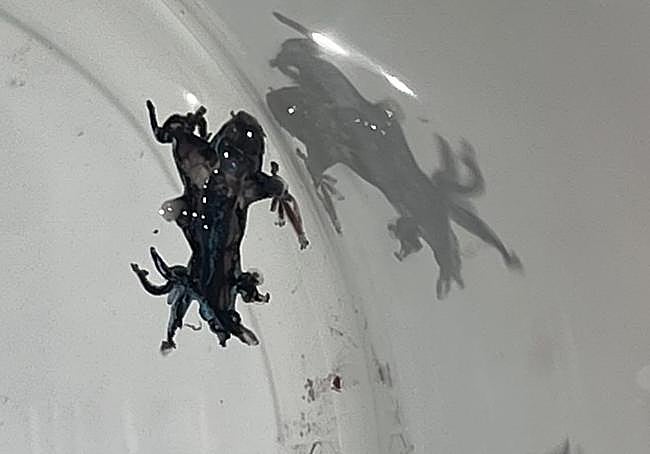 Ejemplar encontrado en Guardamar.