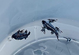 Ejemplares de dragón azul encontrados en Guardamar.