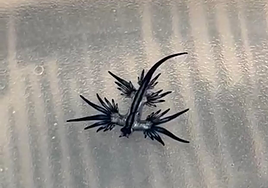 Dragón azul de Guardamar.