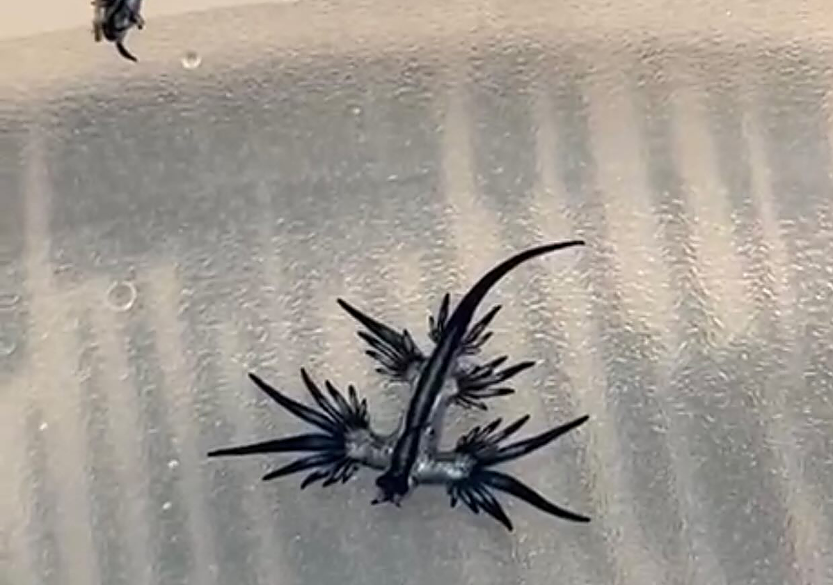 Dragón azul de Guardamar.