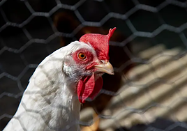 Una gallina, en una imagen de archivo.