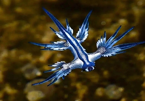 Ejemplar del dragón azul, babosa marina que amenaza a los bañistas de las playas alicantinas.