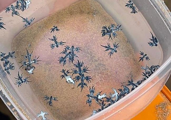 Ejemplares avistados en Guardamar del Segura.