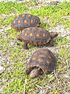 Tortugas nacidas en Terra Natura.