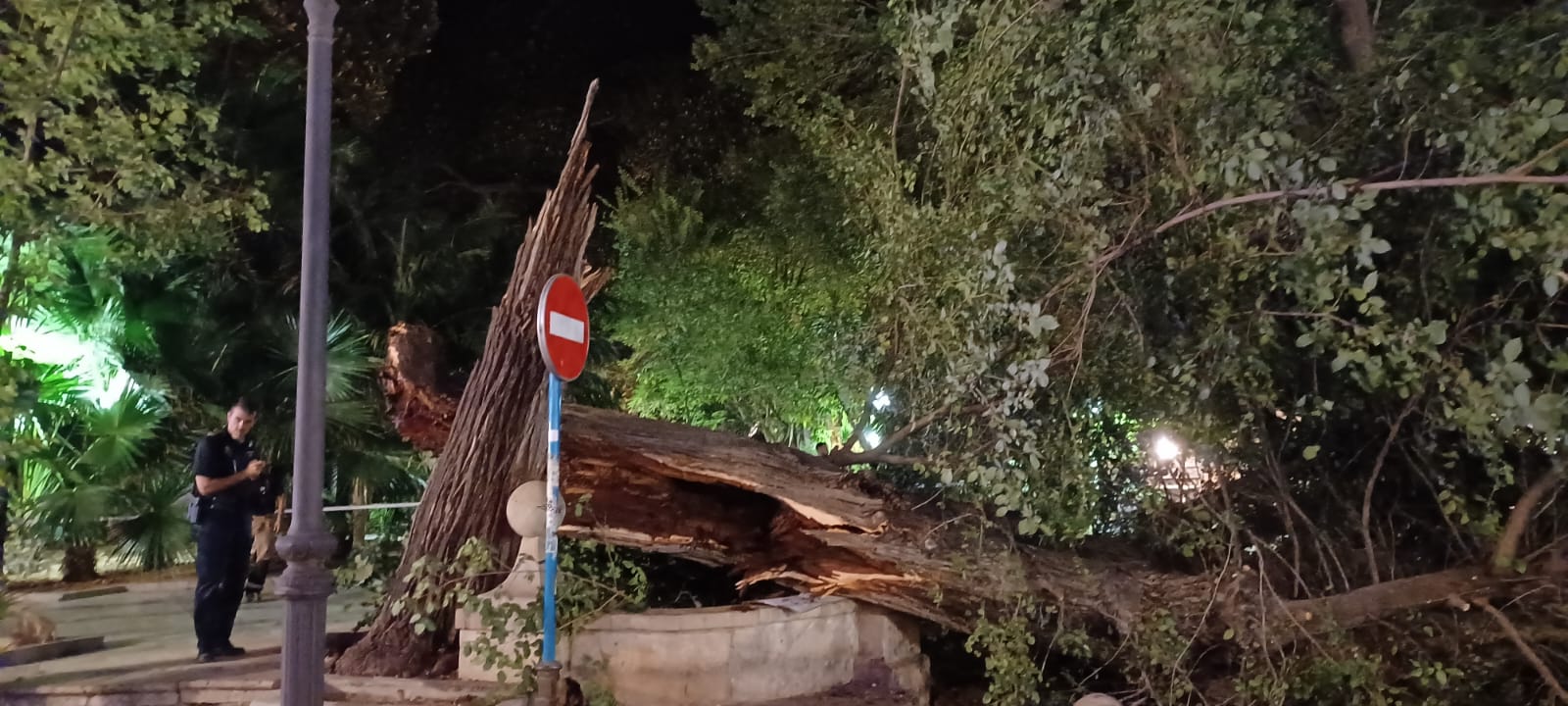 Las imágenes de la espectacular caída del árbol centenario de Alicante