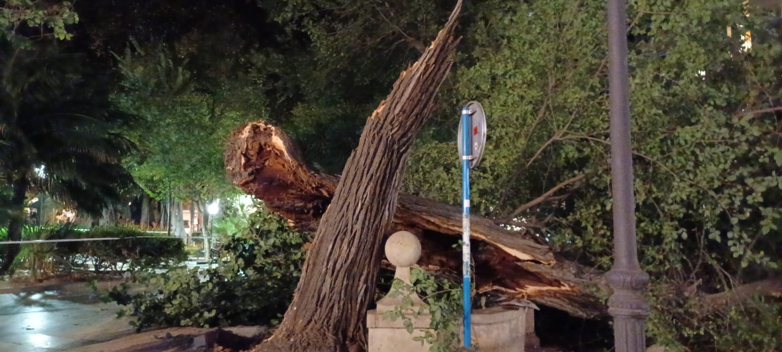 Las imágenes de la espectacular caída del árbol centenario de Alicante
