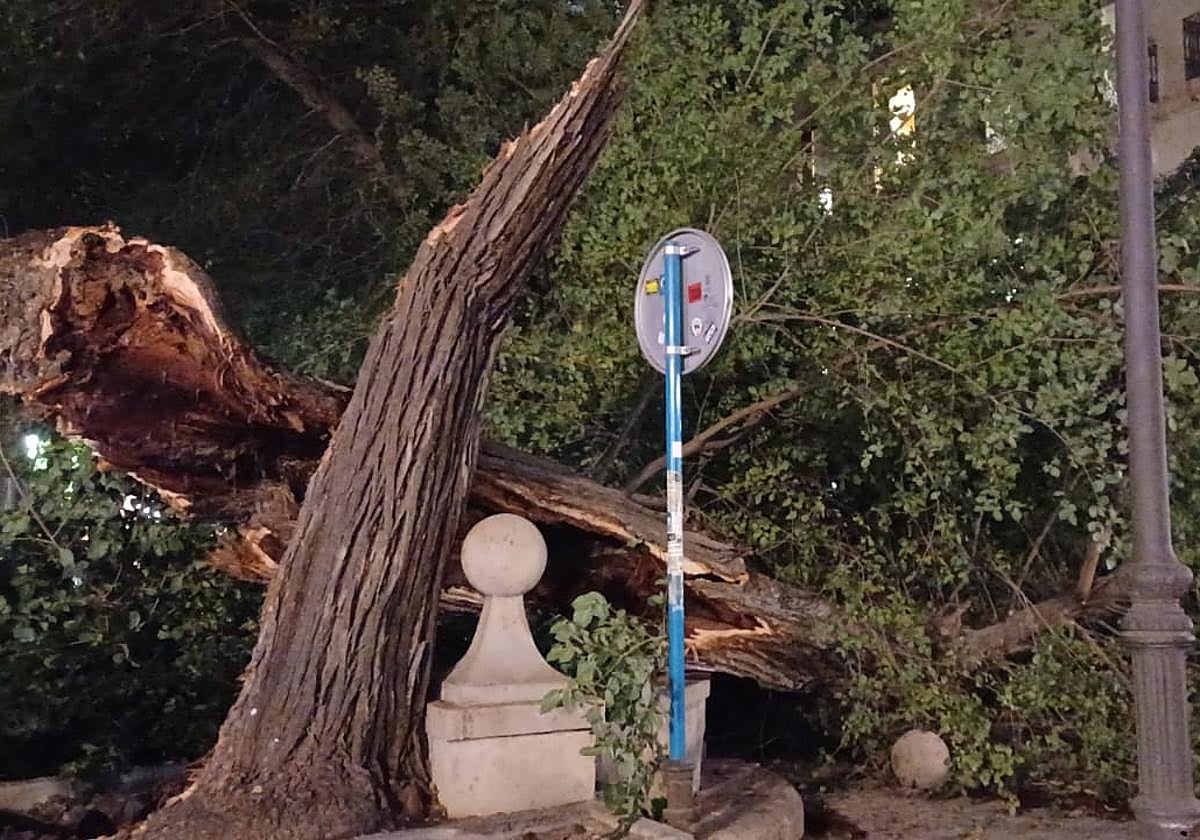 Árbol desplomado en la plaza de Gabriel Miró.