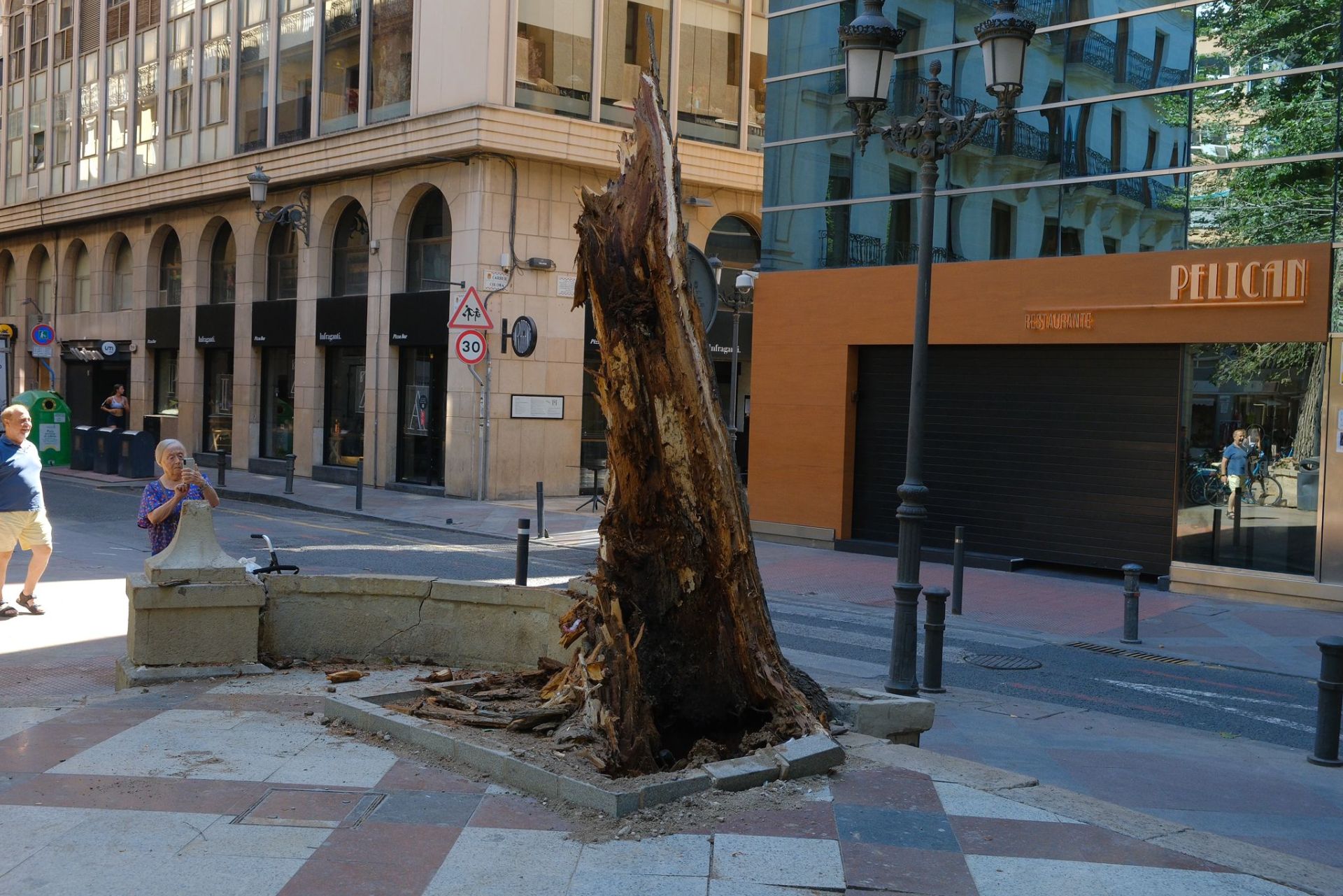 Las imágenes de la espectacular caída del árbol centenario de Alicante