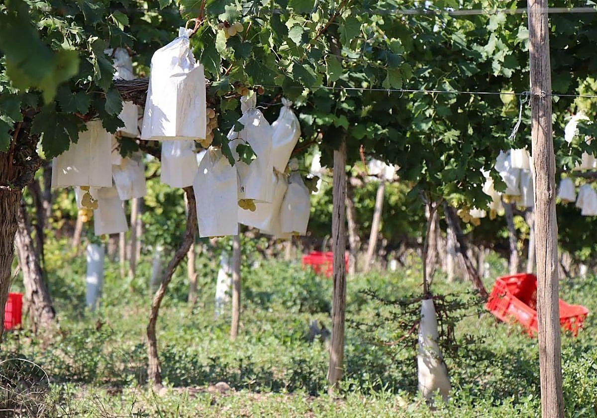 Cultivo de uva de mesa del Vinalopó.