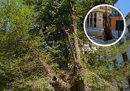 Árboles en la plaza Gabriel Miró. Arriba, el tronco del que se partió.