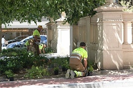 Servicio de jardinería en el centro de Alicante.