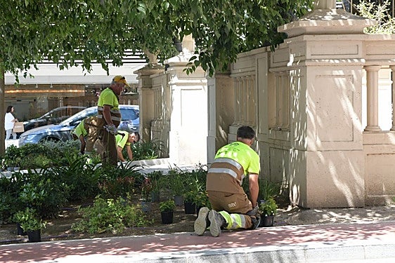 Servicio de jardinería en el centro de Alicante.