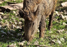 Los jabalíes son animales sociales que suelen convivir en sistemas matriarcales.