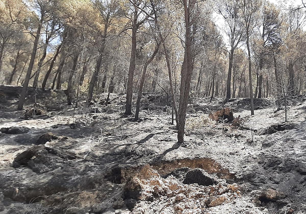 La superficie afectada por el incendio era mayoritariamente forestal.