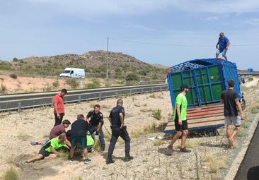 Una vaquilla siembra el caos en la AP-7 y permite descubrir una finca en la que se realizaban capeas ilegales